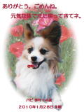 パピちゃんのメモリアル写真　ペット葬儀日：２０１０年２月３日　千葉県よりご依頼